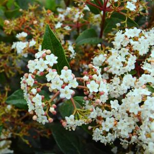 Viburnum tinus 'Eve Price' 125-150 cm